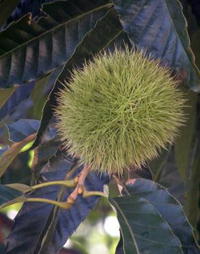 Fotografia 6 da espécie Castanea crenata no Jardim Botânico UTAD