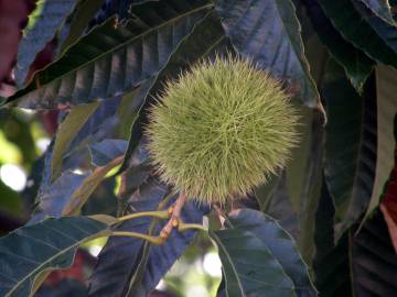 Fotografia da espécie Castanea crenata