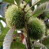 Fotografia 7 da espécie Castanea crenata do Jardim Botânico UTAD