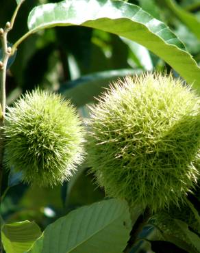 Fotografia 8 da espécie Castanea crenata no Jardim Botânico UTAD