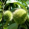 Fotografia 8 da espécie Castanea crenata do Jardim Botânico UTAD