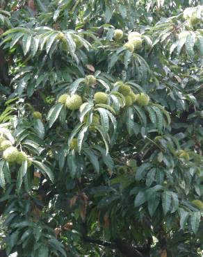 Fotografia 9 da espécie Castanea crenata no Jardim Botânico UTAD