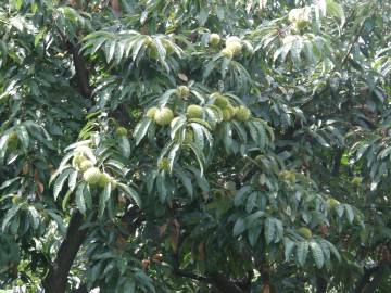 Fotografia da espécie Castanea crenata