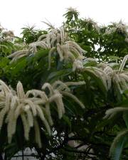 Fotografia da espécie Castanea crenata