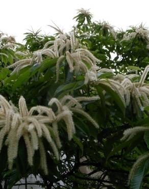 Fotografia 1 da espécie Castanea crenata no Jardim Botânico UTAD