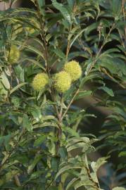 Fotografia da espécie Castanea crenata