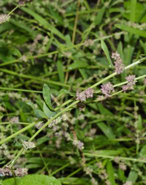 Fotografia 5 da espécie Atriplex prostrata no Jardim Botânico UTAD