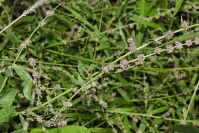 Fotografia da espécie Atriplex prostrata