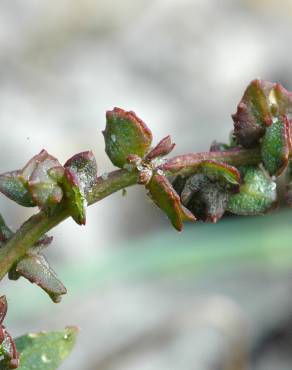 Fotografia 6 da espécie Atriplex prostrata no Jardim Botânico UTAD