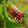 Fotografia 1 da espécie Atropa belladonna do Jardim Botânico UTAD