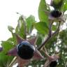 Fotografia 3 da espécie Atropa belladonna do Jardim Botânico UTAD