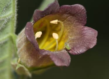 Fotografia da espécie Atropa belladonna