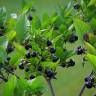 Fotografia 7 da espécie Atropa belladonna do Jardim Botânico UTAD