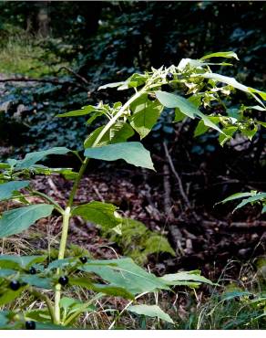 Fotografia 9 da espécie Atropa belladonna no Jardim Botânico UTAD