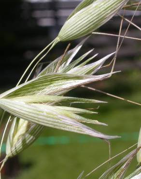 Fotografia 4 da espécie Avena fatua no Jardim Botânico UTAD