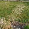 Fotografia 7 da espécie Avena fatua do Jardim Botânico UTAD