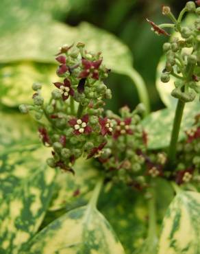 Fotografia 5 da espécie Aucuba japonica no Jardim Botânico UTAD