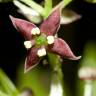 Fotografia 7 da espécie Aucuba japonica do Jardim Botânico UTAD