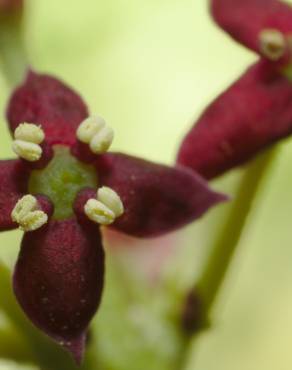 Fotografia 8 da espécie Aucuba japonica no Jardim Botânico UTAD