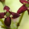 Fotografia 8 da espécie Aucuba japonica do Jardim Botânico UTAD