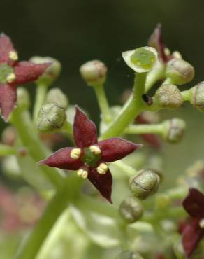 Fotografia 9 da espécie Aucuba japonica no Jardim Botânico UTAD