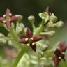 Fotografia 9 da espécie Aucuba japonica do Jardim Botânico UTAD