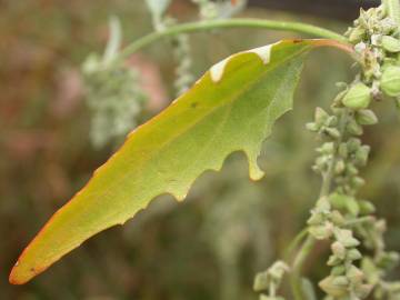 Fotografia da espécie Atriplex patula