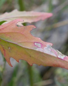 Fotografia 3 da espécie Atriplex patula no Jardim Botânico UTAD