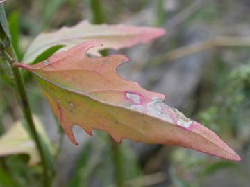 Fotografia da espécie Atriplex patula