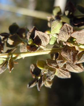 Fotografia 5 da espécie Atriplex patula no Jardim Botânico UTAD