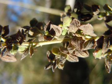 Fotografia da espécie Atriplex patula