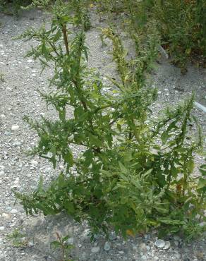 Fotografia 7 da espécie Atriplex patula no Jardim Botânico UTAD