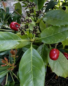 Fotografia 11 da espécie Aucuba japonica no Jardim Botânico UTAD