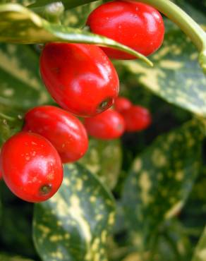 Fotografia 1 da espécie Aucuba japonica no Jardim Botânico UTAD