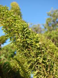 Fotografia da espécie Asparagus densiflorus