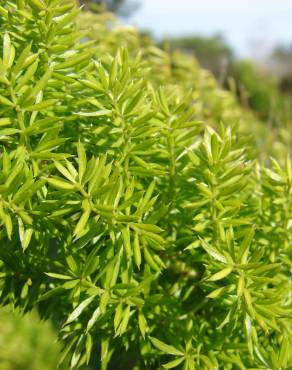 Fotografia 5 da espécie Asparagus densiflorus no Jardim Botânico UTAD