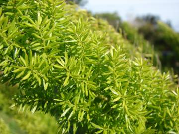 Fotografia da espécie Asparagus densiflorus