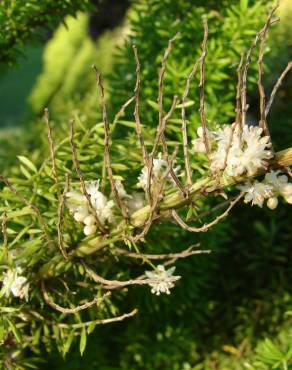 Fotografia 6 da espécie Asparagus densiflorus no Jardim Botânico UTAD