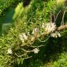 Fotografia 6 da espécie Asparagus densiflorus do Jardim Botânico UTAD