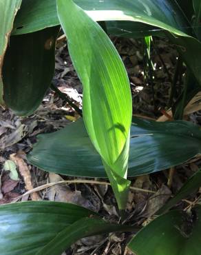 Fotografia 5 da espécie Aspidistra elatior no Jardim Botânico UTAD