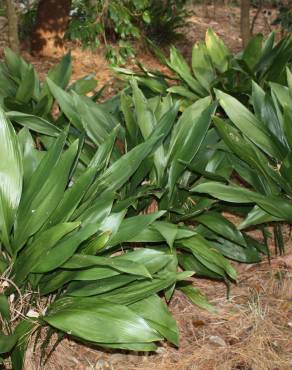 Fotografia 1 da espécie Aspidistra elatior no Jardim Botânico UTAD