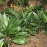 Fotografia 1 da espécie Aspidistra elatior do Jardim Botânico UTAD