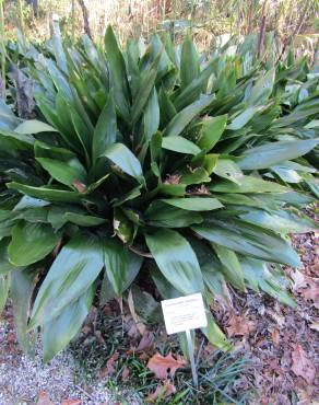 Fotografia 6 da espécie Aspidistra elatior no Jardim Botânico UTAD