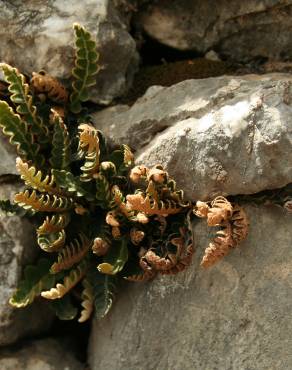 Fotografia 11 da espécie Asplenium ceterach no Jardim Botânico UTAD