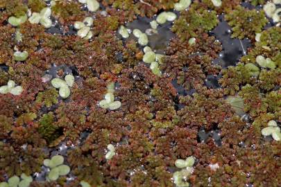 Fotografia da espécie Azolla filiculoides