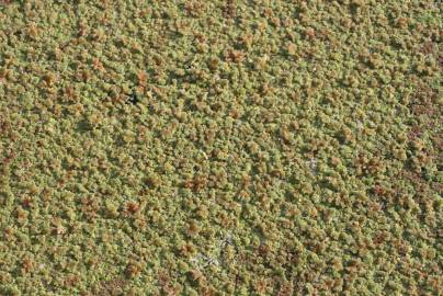 Fotografia da espécie Azolla filiculoides