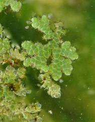 Azolla filiculoides