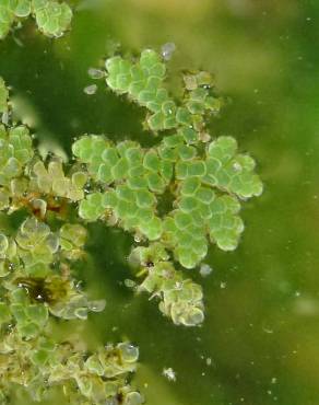 Fotografia 1 da espécie Azolla filiculoides no Jardim Botânico UTAD