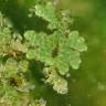 Fotografia 1 da espécie Azolla filiculoides do Jardim Botânico UTAD