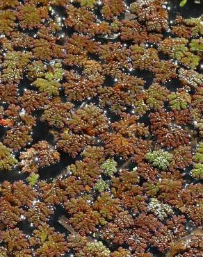 Fotografia 5 da espécie Azolla filiculoides no Jardim Botânico UTAD